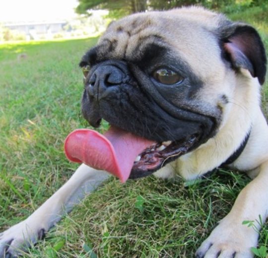 短吻犬的換氣障礙，容易誘發體溫規律失調與熱衰竭
